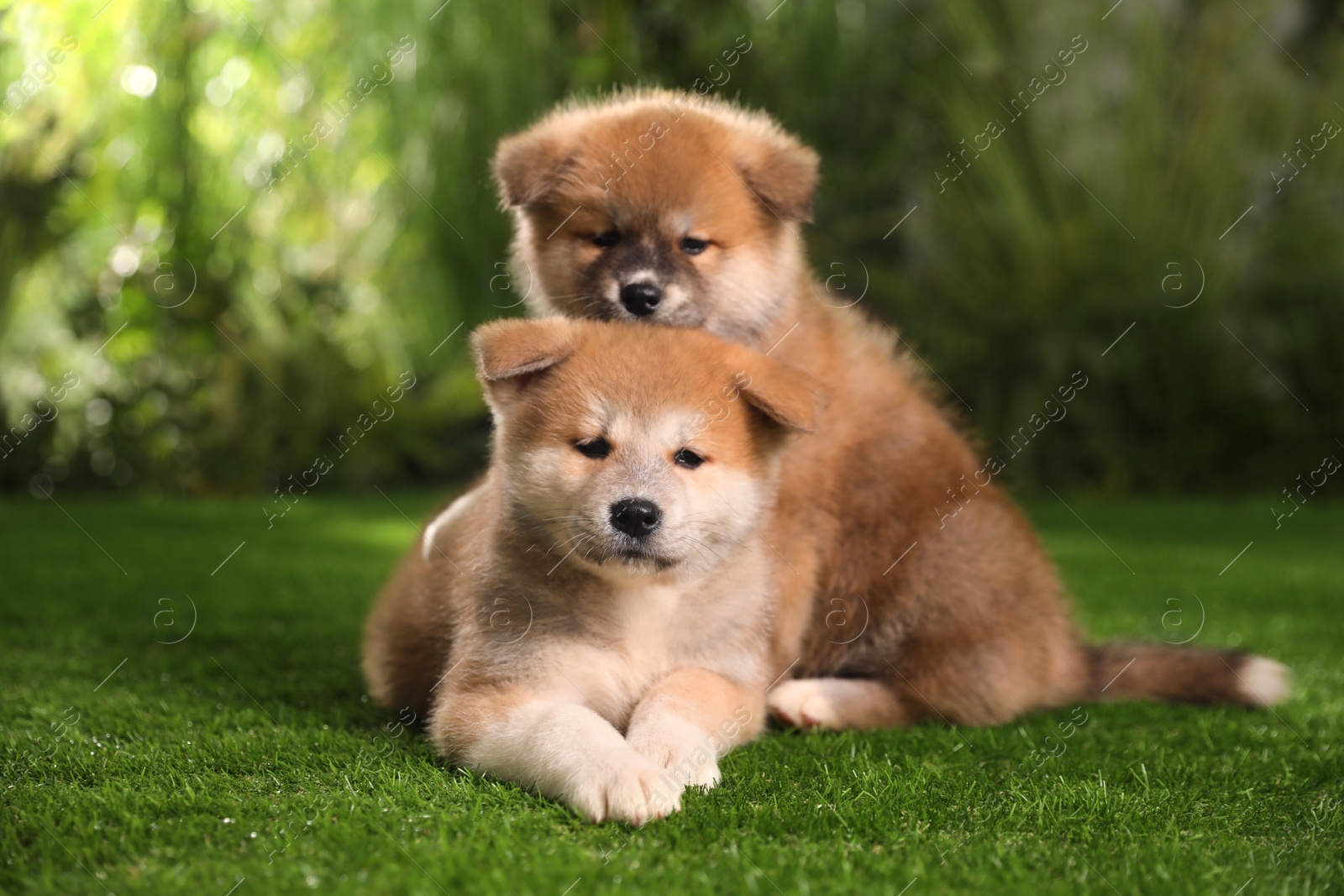 Photo of Adorable Akita Inu puppies on green grass outdoors