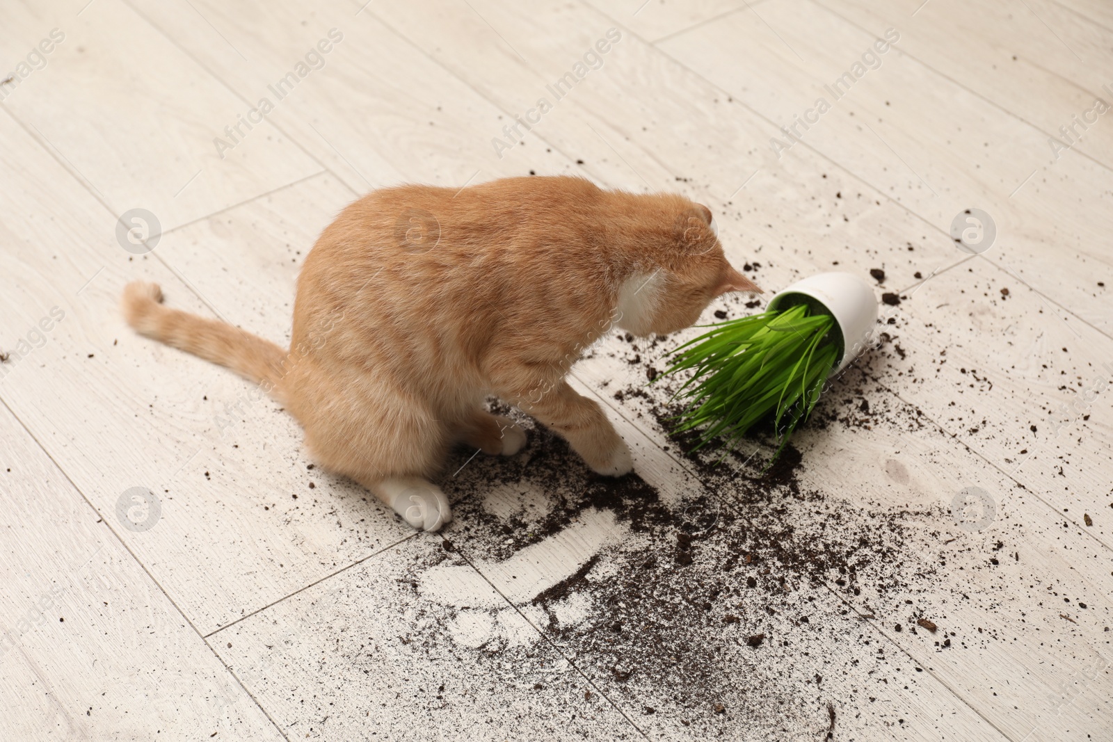 Photo of Cute cat near overturned houseplant on floor at home