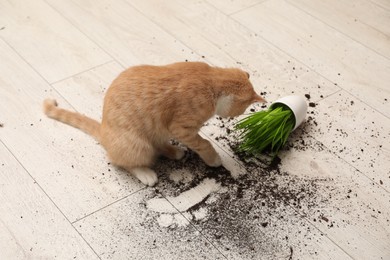 Photo of Cute cat near overturned houseplant on floor at home