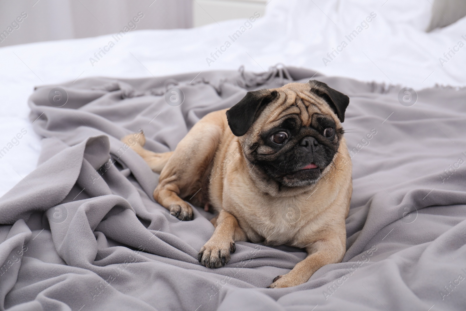 Photo of Happy cute pug dog on bed indoors