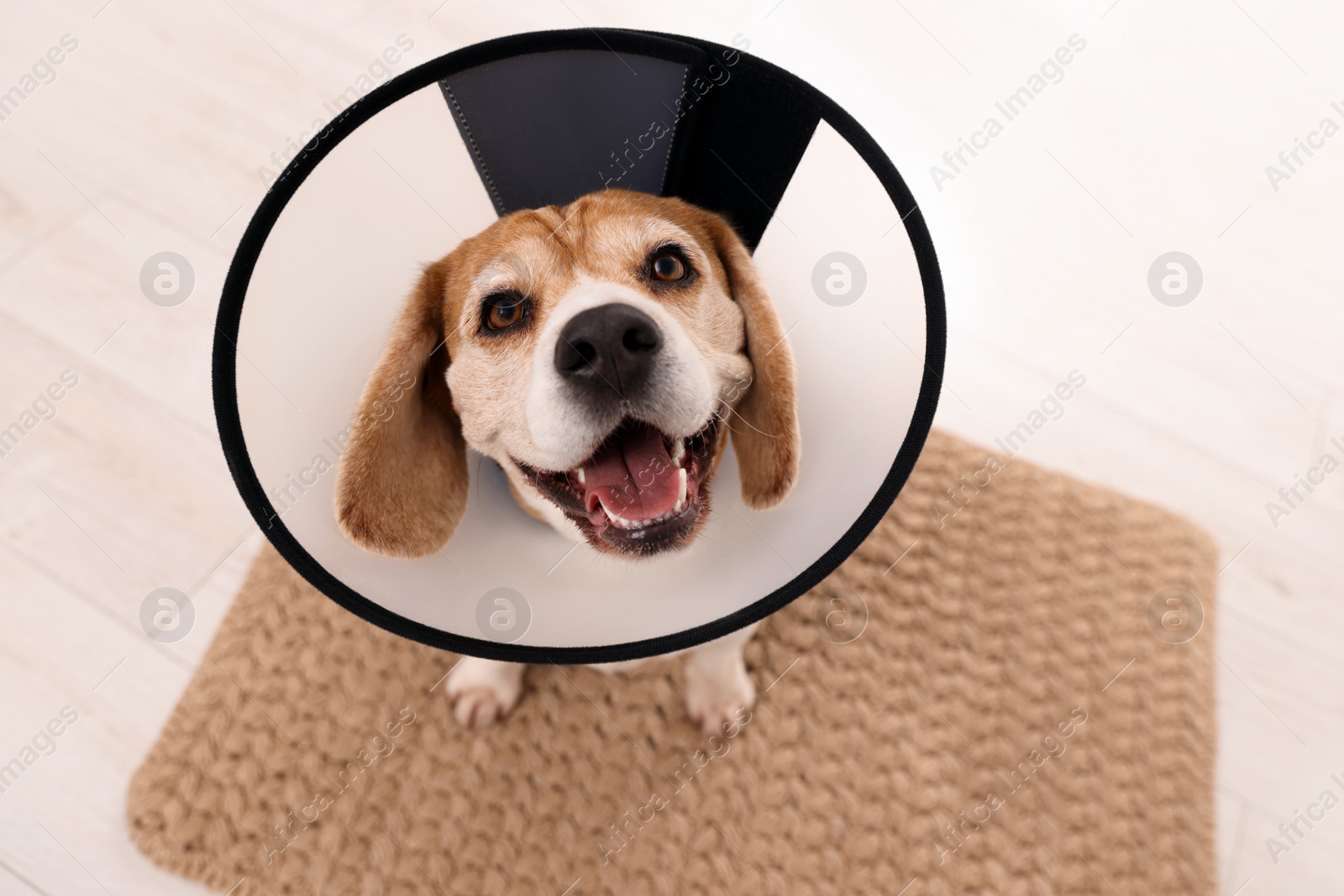 Photo of Adorable Beagle dog wearing medical plastic collar on rug indoors, above view