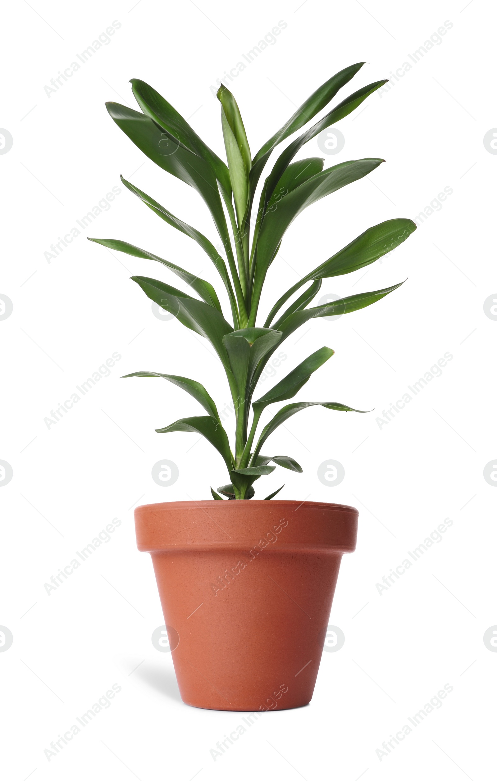 Image of Beautiful dracaena plant in terracotta pot isolated on white. House decor