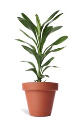 Image of Beautiful dracaena plant in terracotta pot isolated on white. House decor