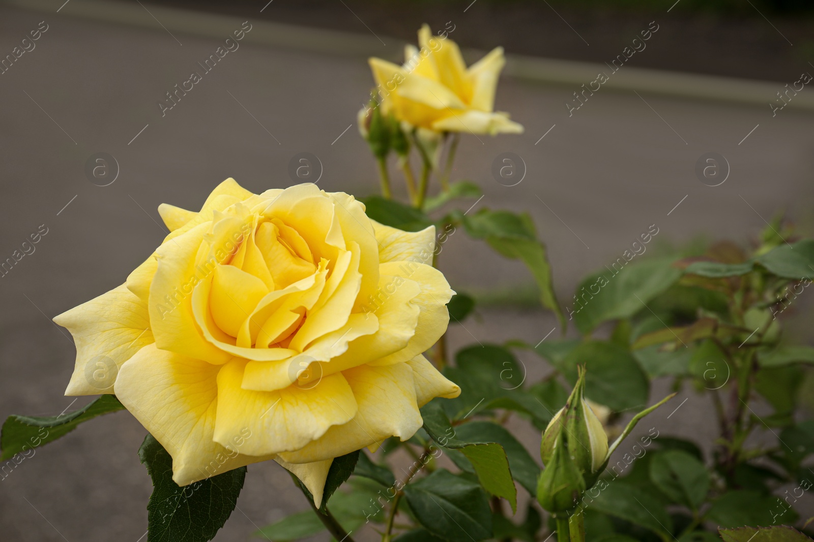 Photo of Closeup view of beautiful blooming rose bush outdoors