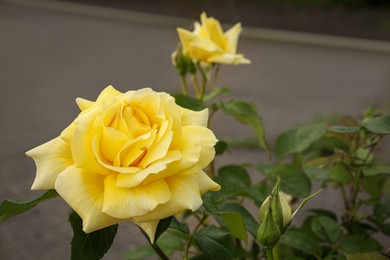 Closeup view of beautiful blooming rose bush outdoors