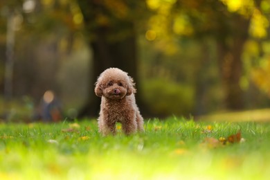 Cute Maltipoo dog on green grass in autumn park, space for text