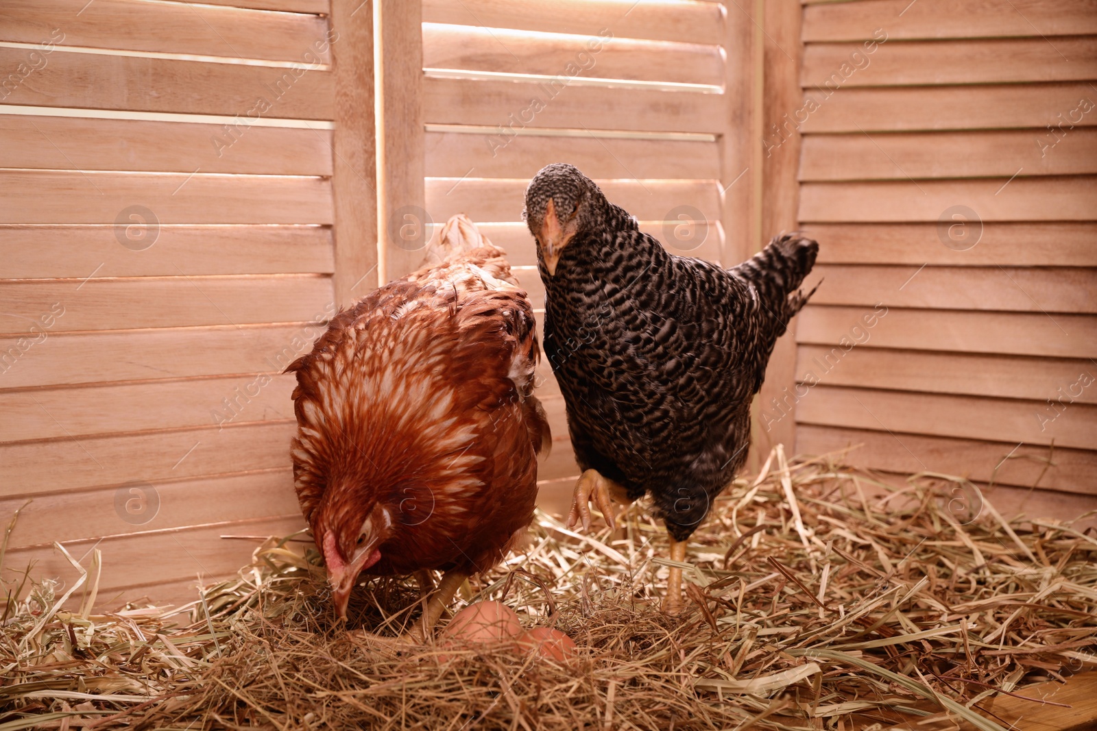 Photo of Two different beautiful chickens with eggs on hay in henhouse