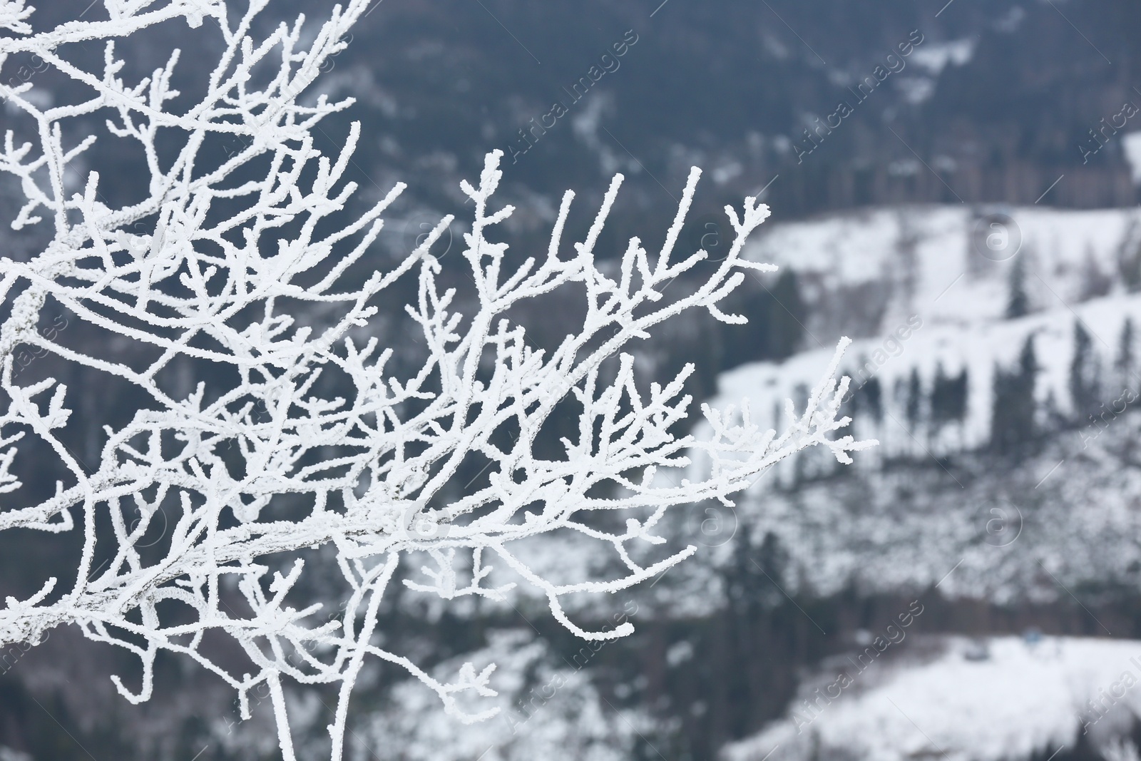 Photo of Beautiful tree branches covered with snow on winter day, closeup. Space for text