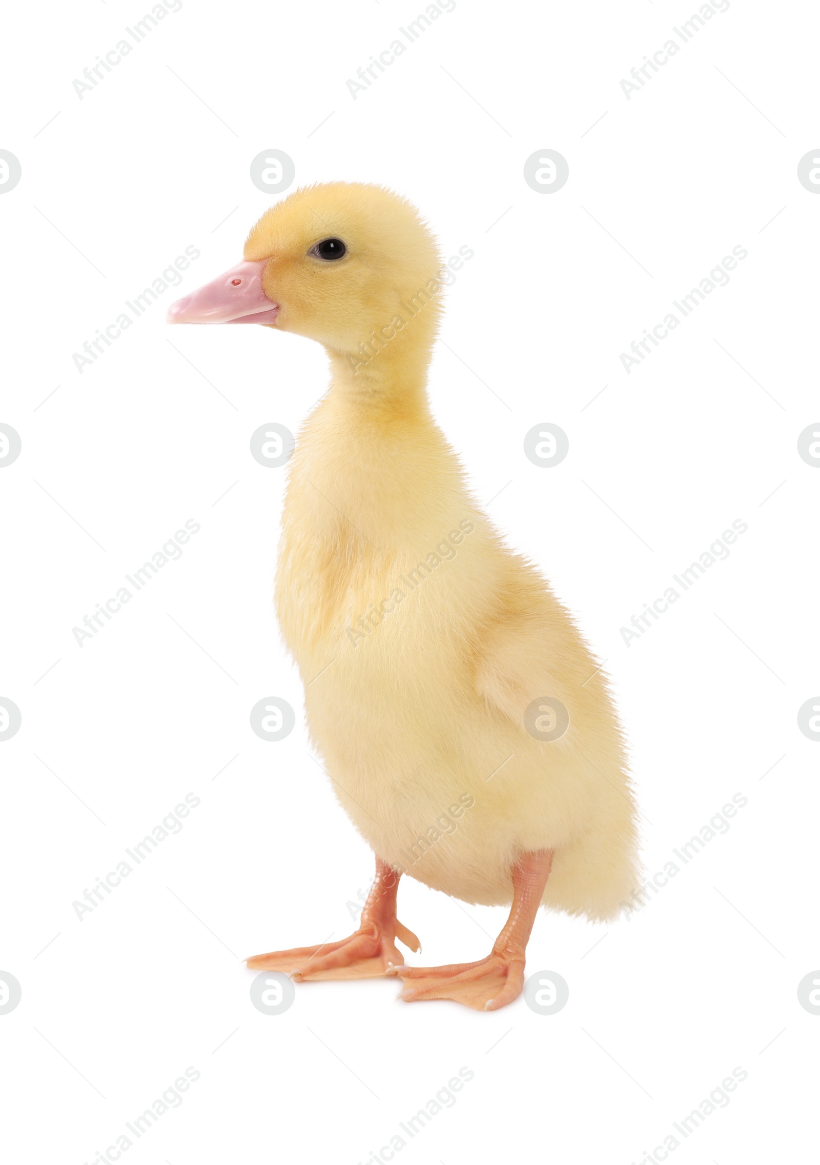 Photo of Baby animal. Cute fluffy duckling on white background