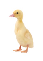 Photo of Baby animal. Cute fluffy duckling on white background