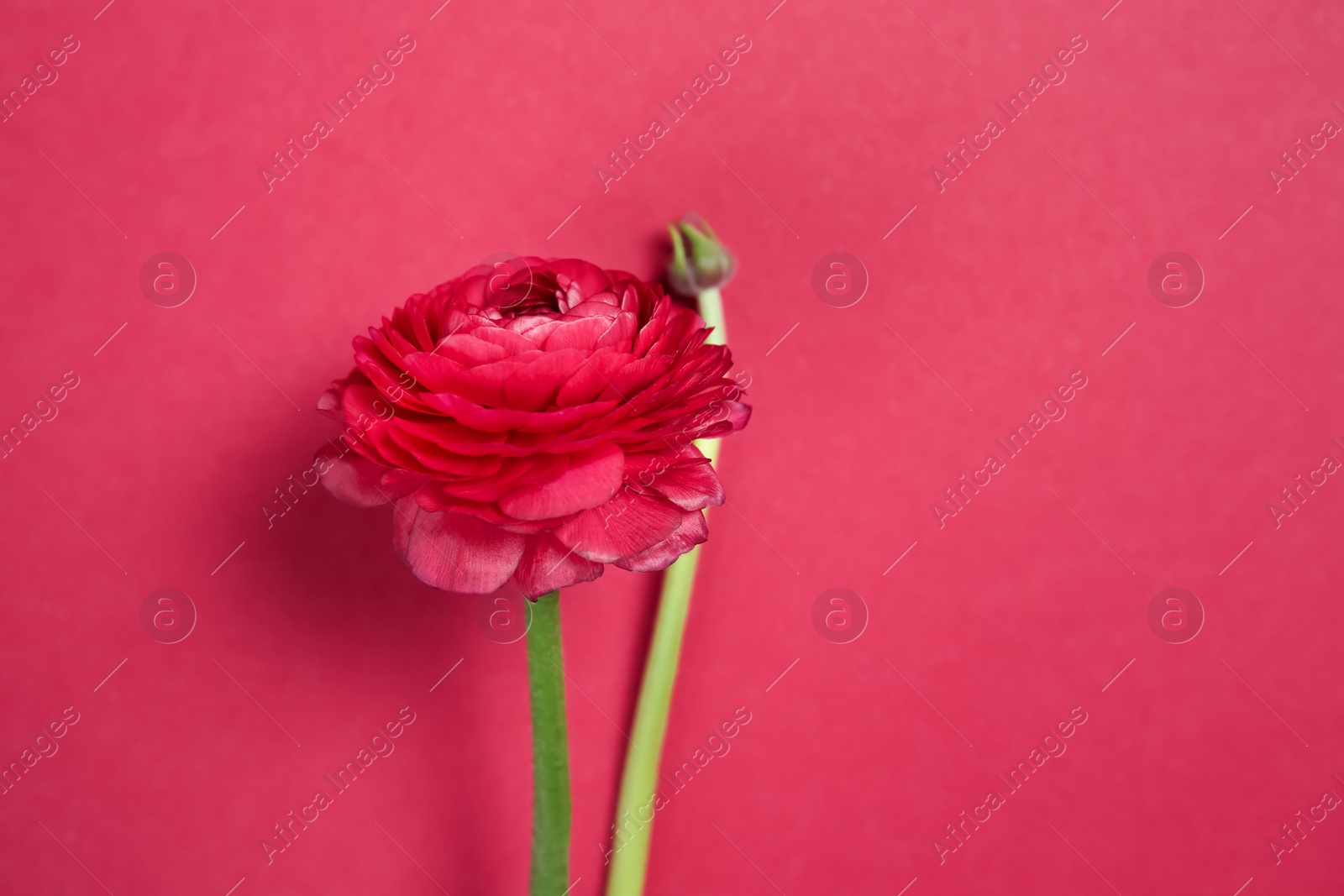 Photo of Beautiful ranunculus flower on color background