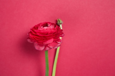 Beautiful ranunculus flower on color background