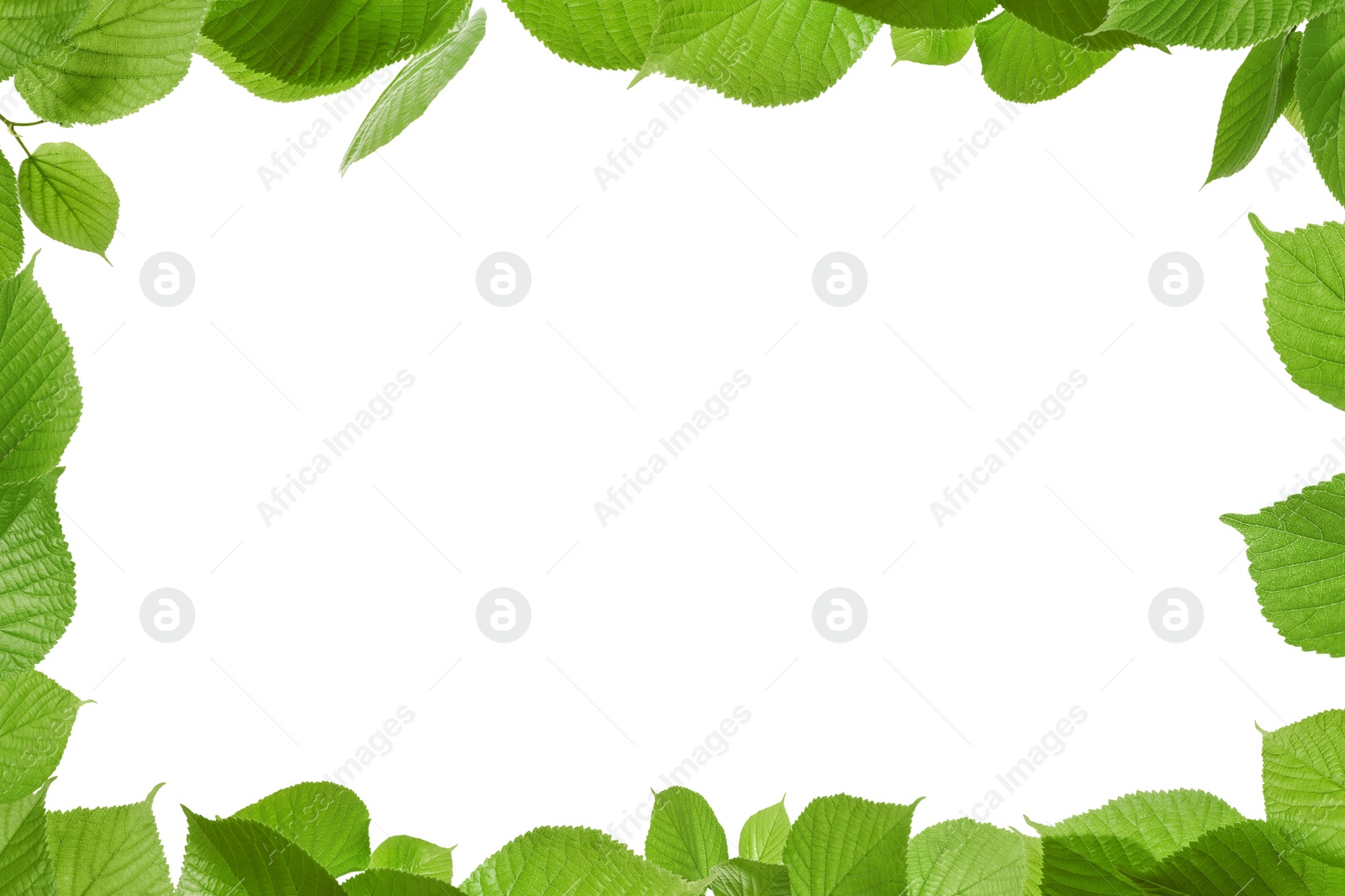 Image of Frame of beautiful vibrant green leaves on white background