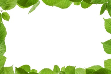 Image of Frame of beautiful vibrant green leaves on white background