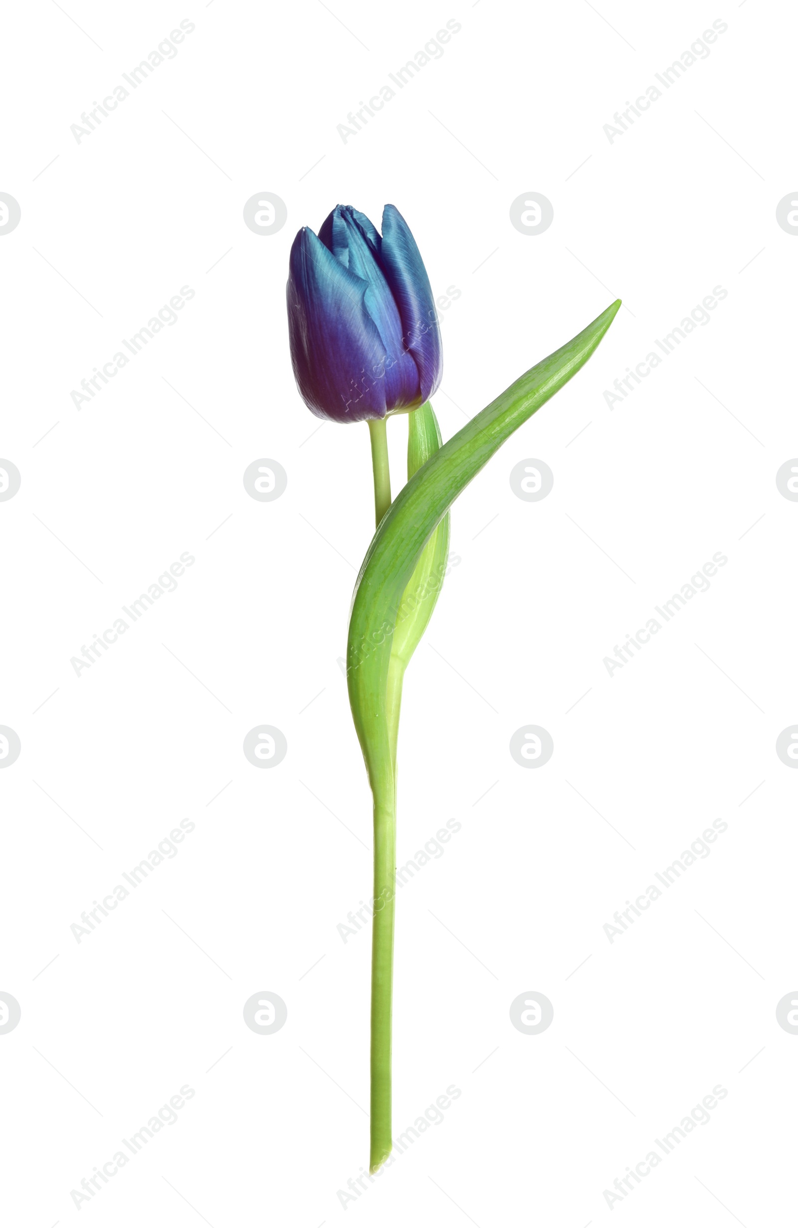 Image of Beautiful blue purple tulip isolated on white. Bright flower