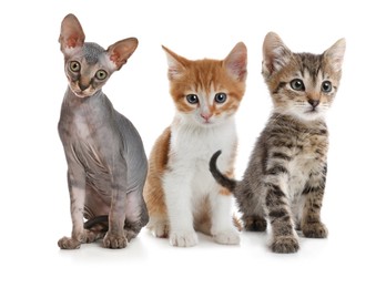 Image of Group of cute little kittens on white background