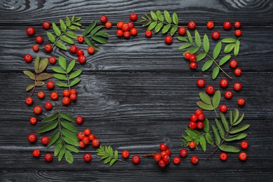 Frame of fresh ripe rowan berries and green leaves on black wooden table, flat lay. Space for text