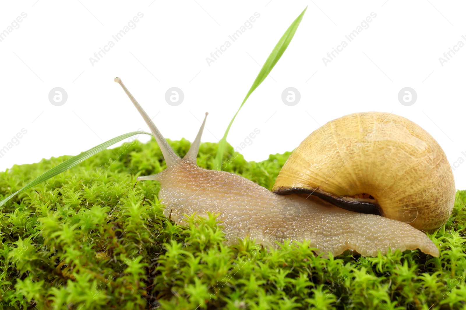 Photo of Common garden snail on green moss against white background, closeup