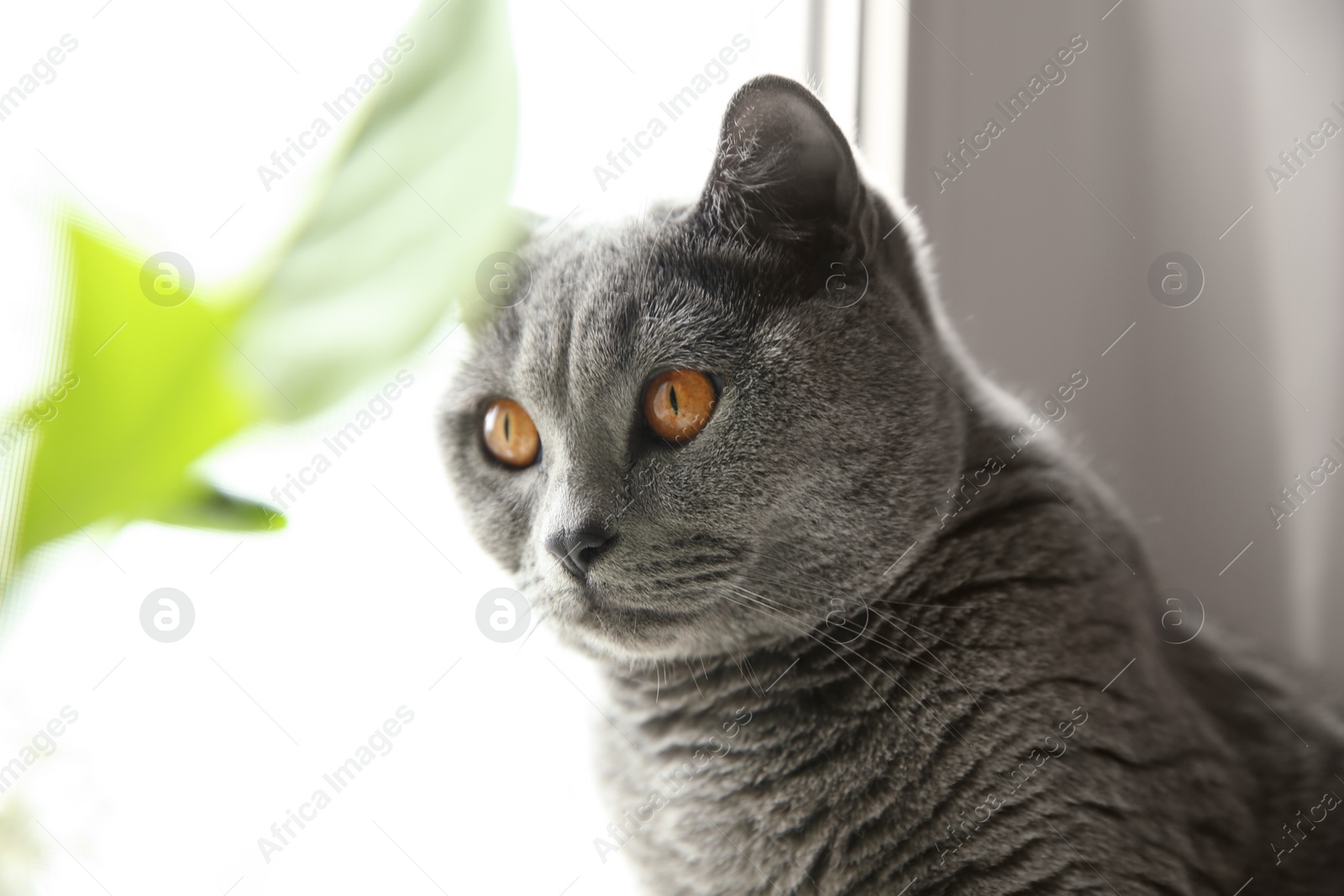Photo of Beautiful grey British Shorthair cat near window indoors, closeup