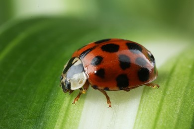 Photo of Red ladybug on green leaf against blurred background, macro view