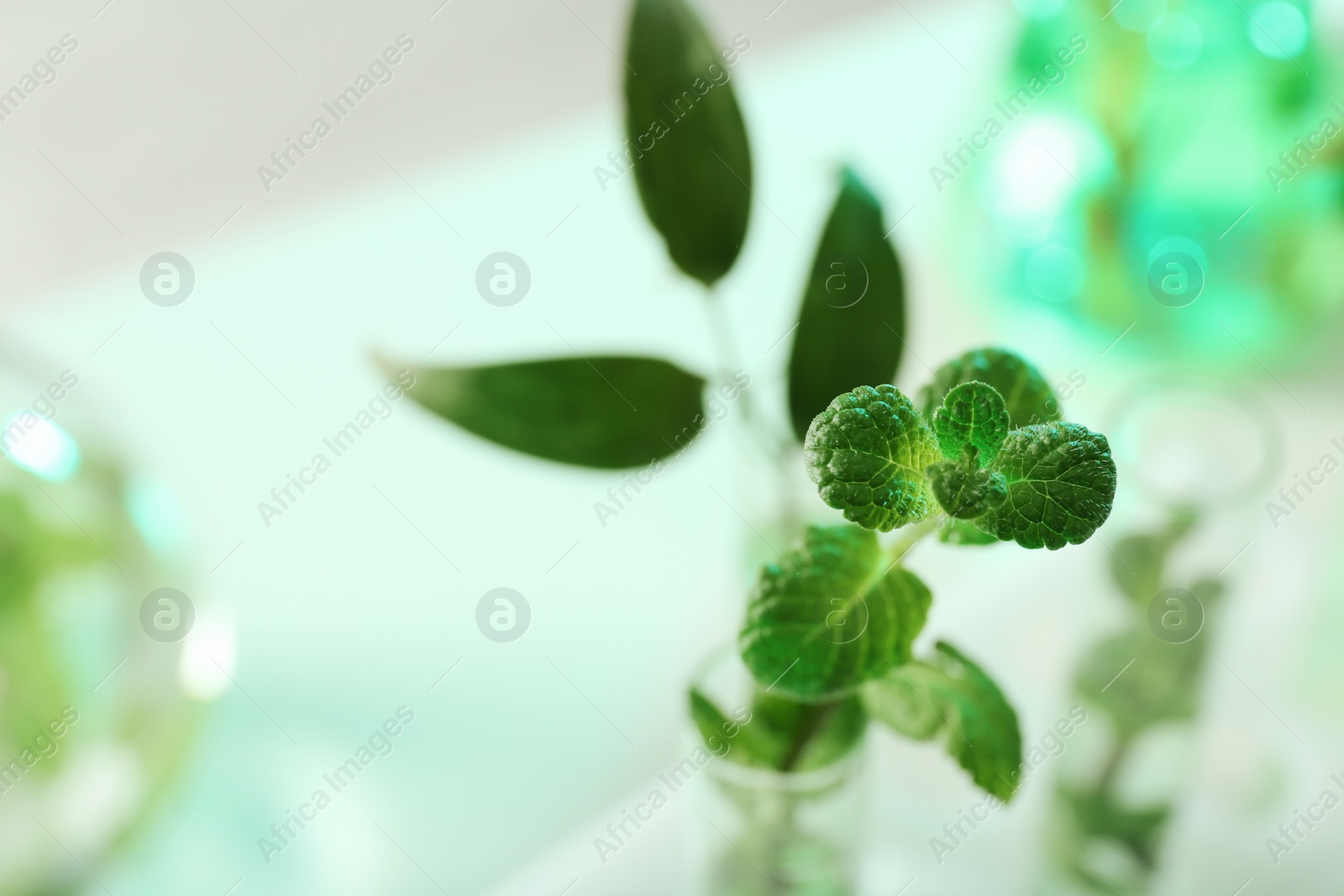 Photo of Green plant on blurred background, closeup with space for text. Biological chemistry