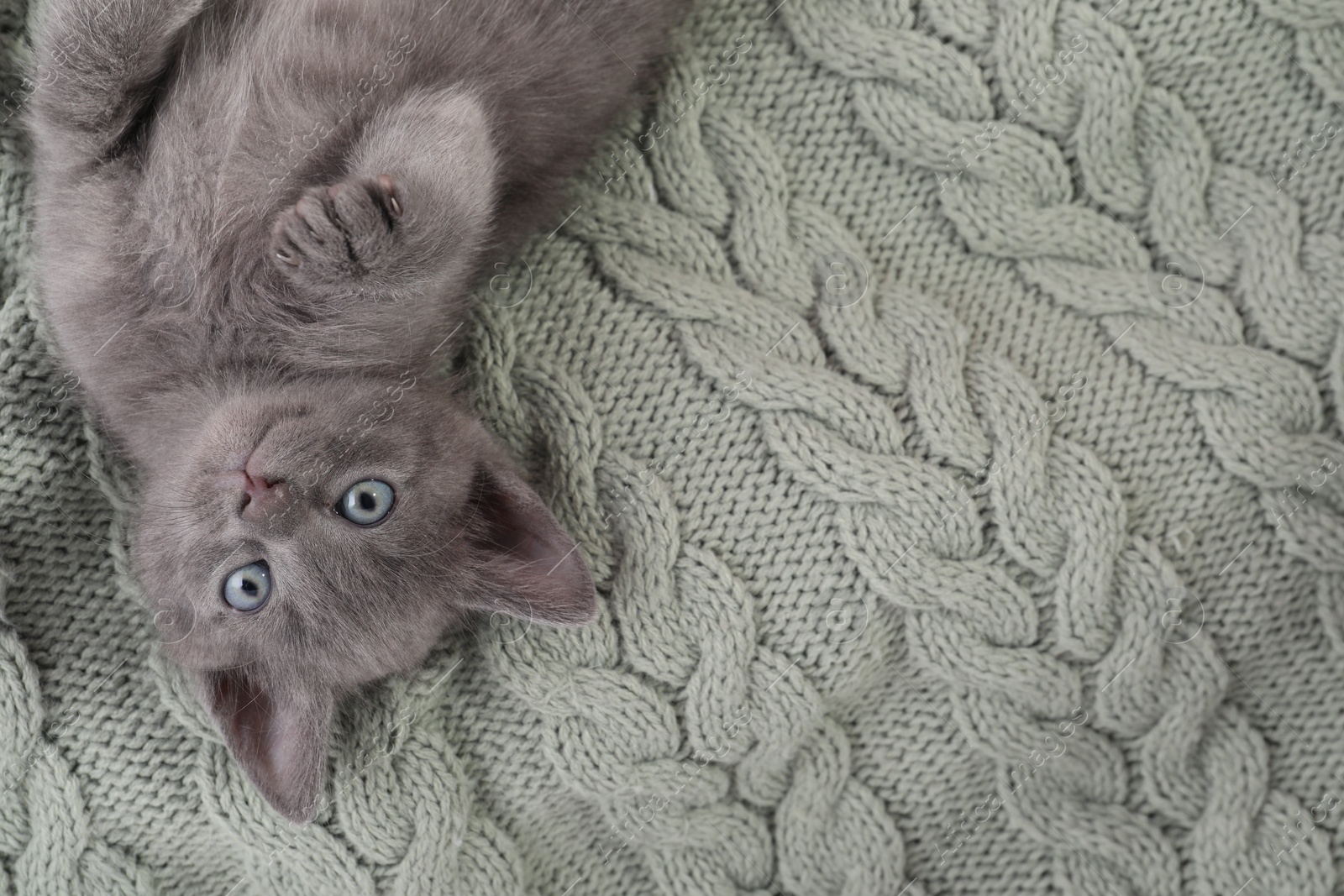 Photo of Cute fluffy kitten on blanket, top view. Baby animal