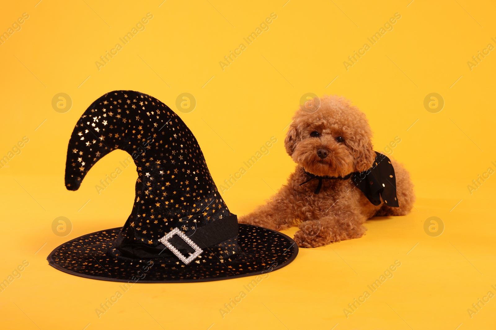 Photo of Cute Maltipoo dog with hat dressed in witch for Halloween celebration on orange background