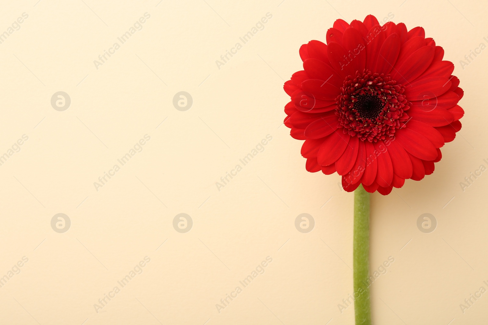 Photo of Beautiful red gerbera flower on beige background, top view. Space for text