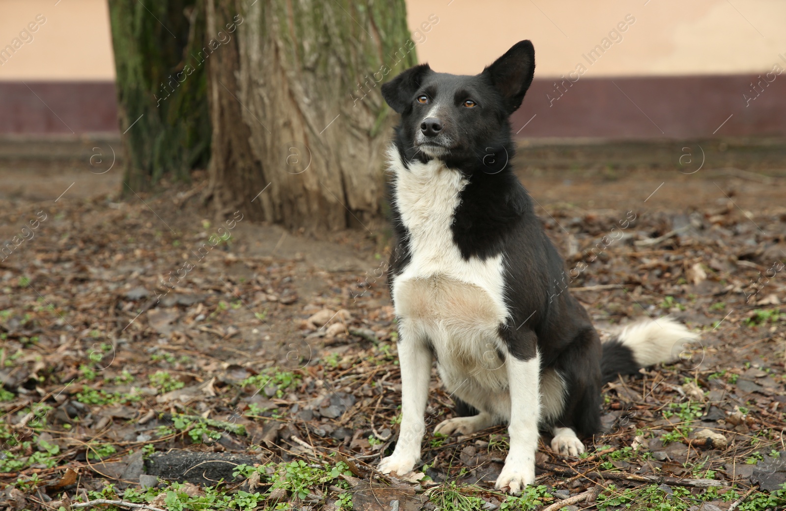 Photo of Homeless dog near tree outdoors. Abandoned animal