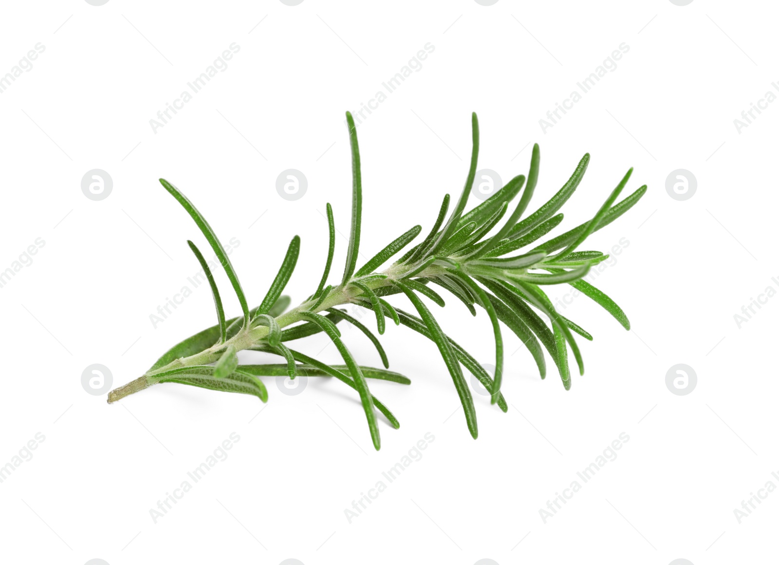 Photo of Sprig of fresh rosemary isolated on white