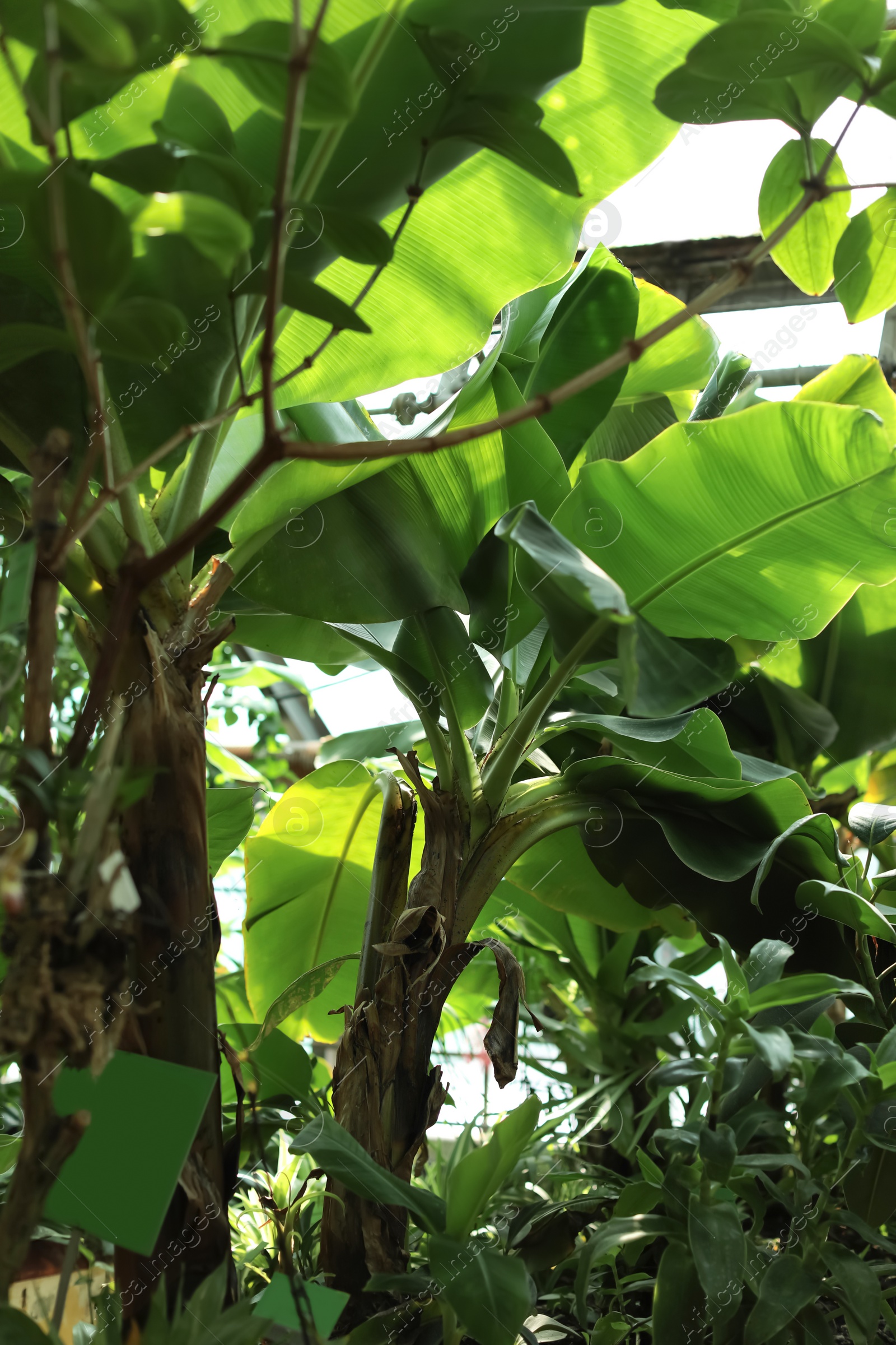 Photo of Different plants with lush foliage in greenhouse