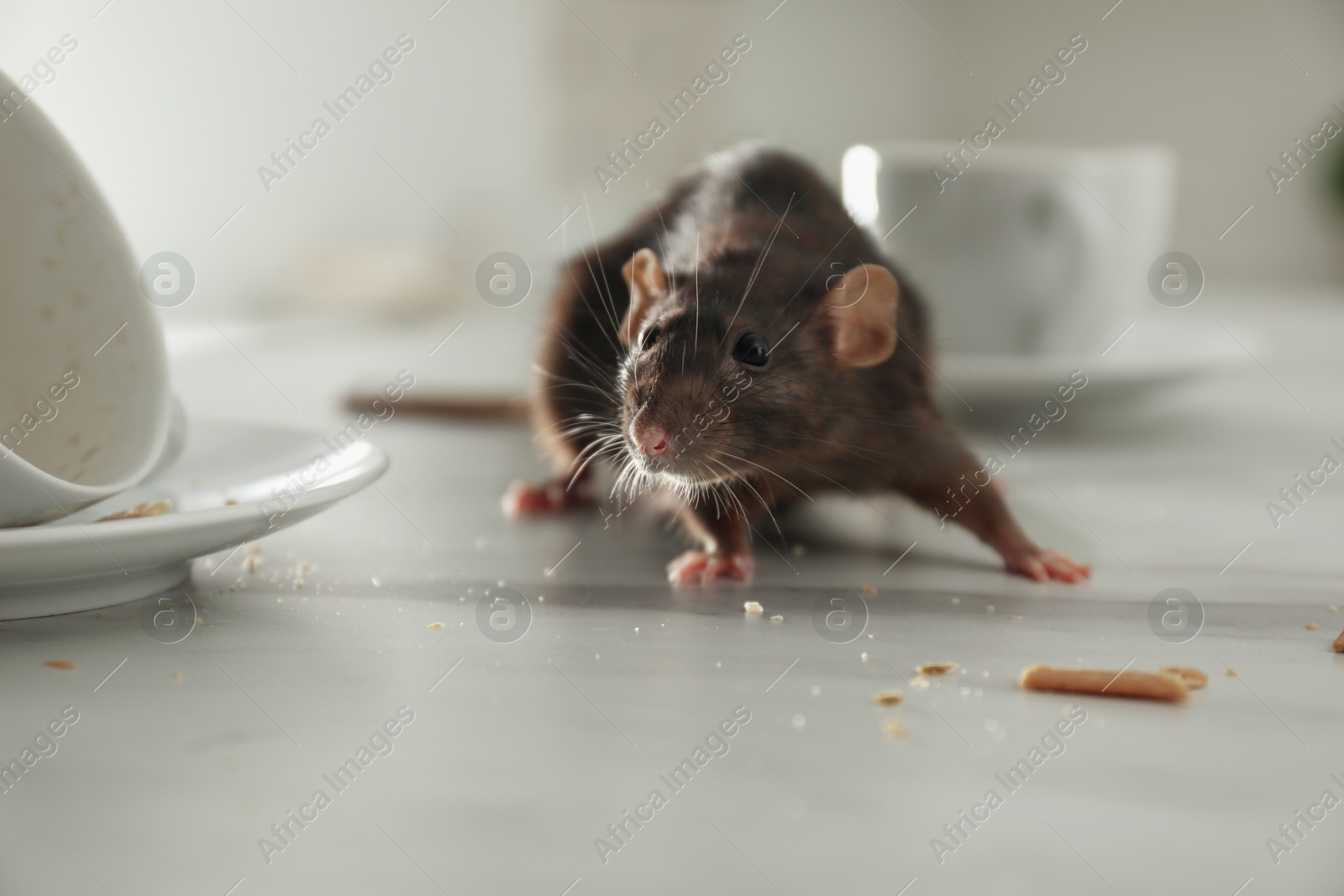 Photo of Rat near dirty dishes on table indoors. Pest control