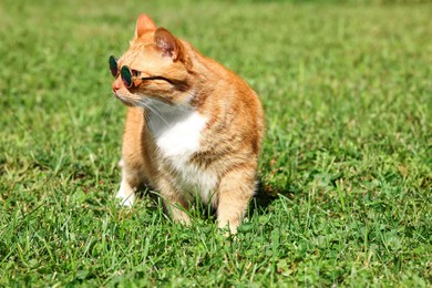 Cute ginger cat in stylish sunglasses on green grass outdoors