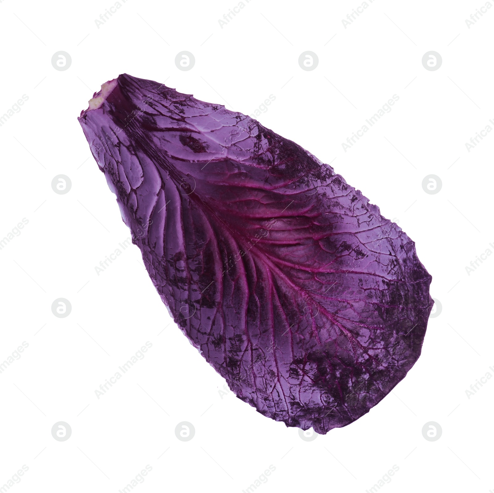 Photo of Fresh red cabbage leaf isolated on white