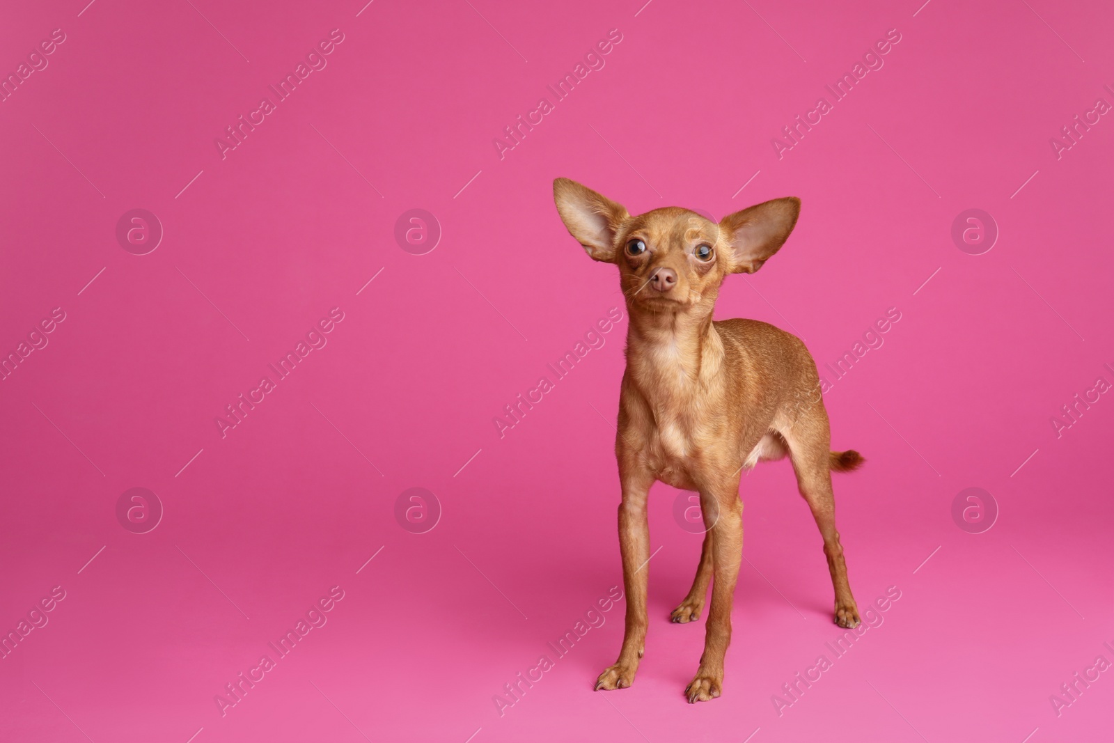 Photo of Cute toy terrier on color background, space for text. Domestic dog