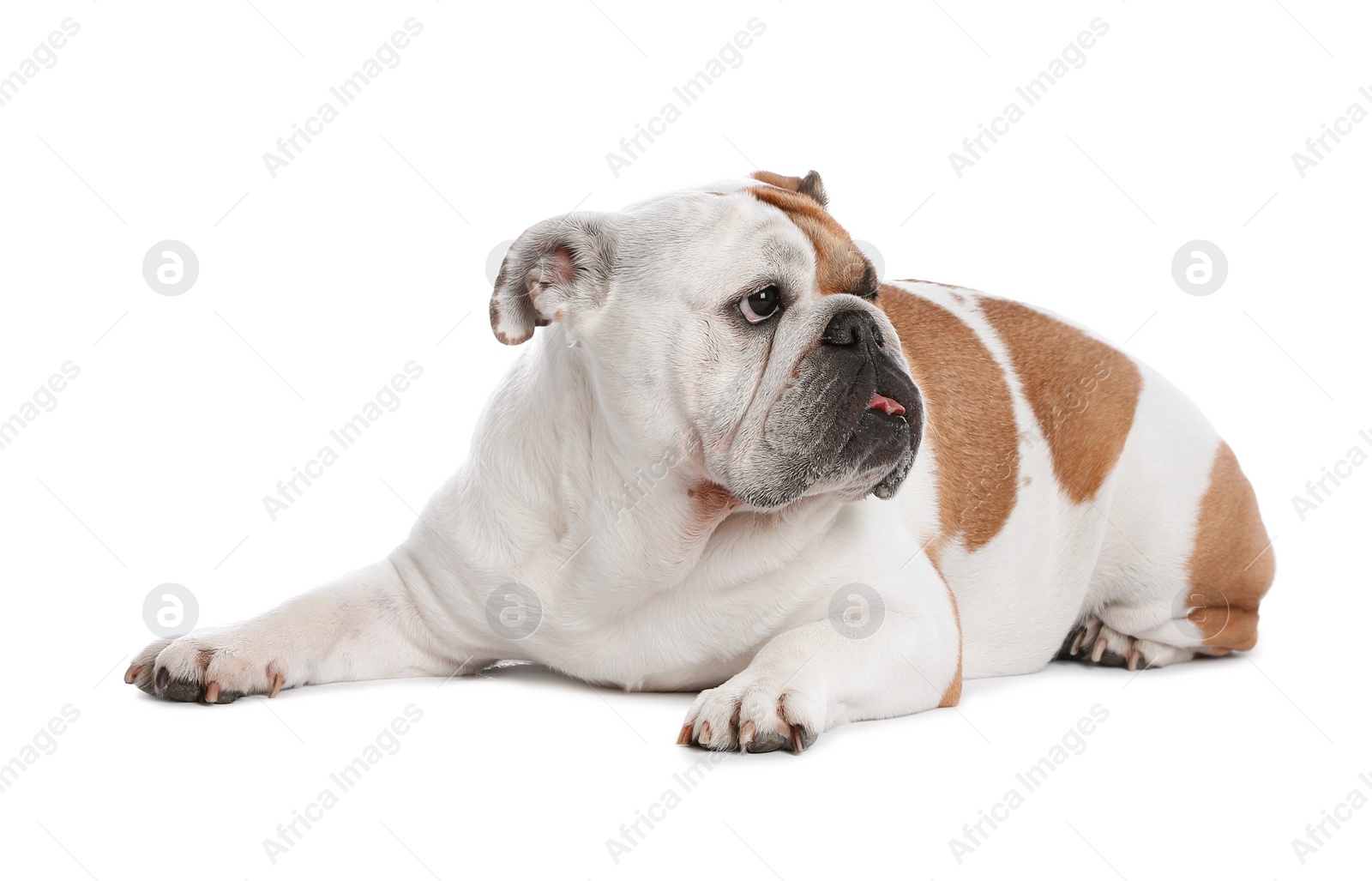 Photo of Adorable funny English bulldog on white background