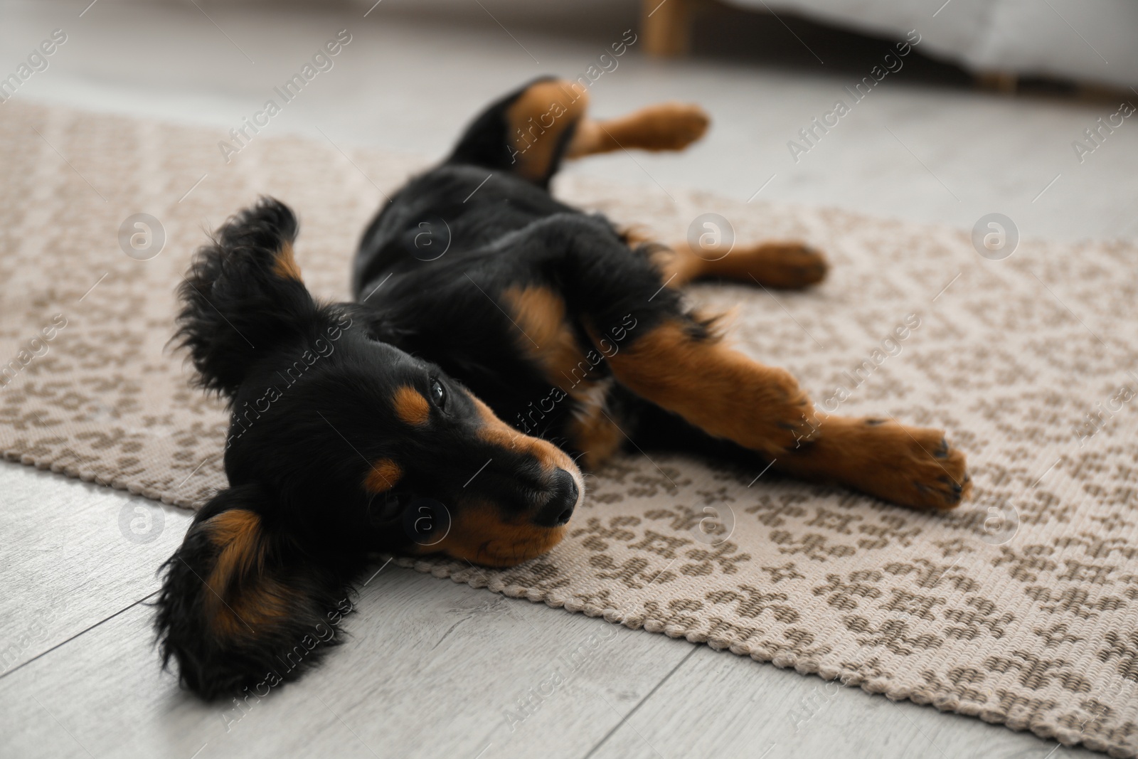 Photo of Cute dog relaxing on rug at home. Friendly pet