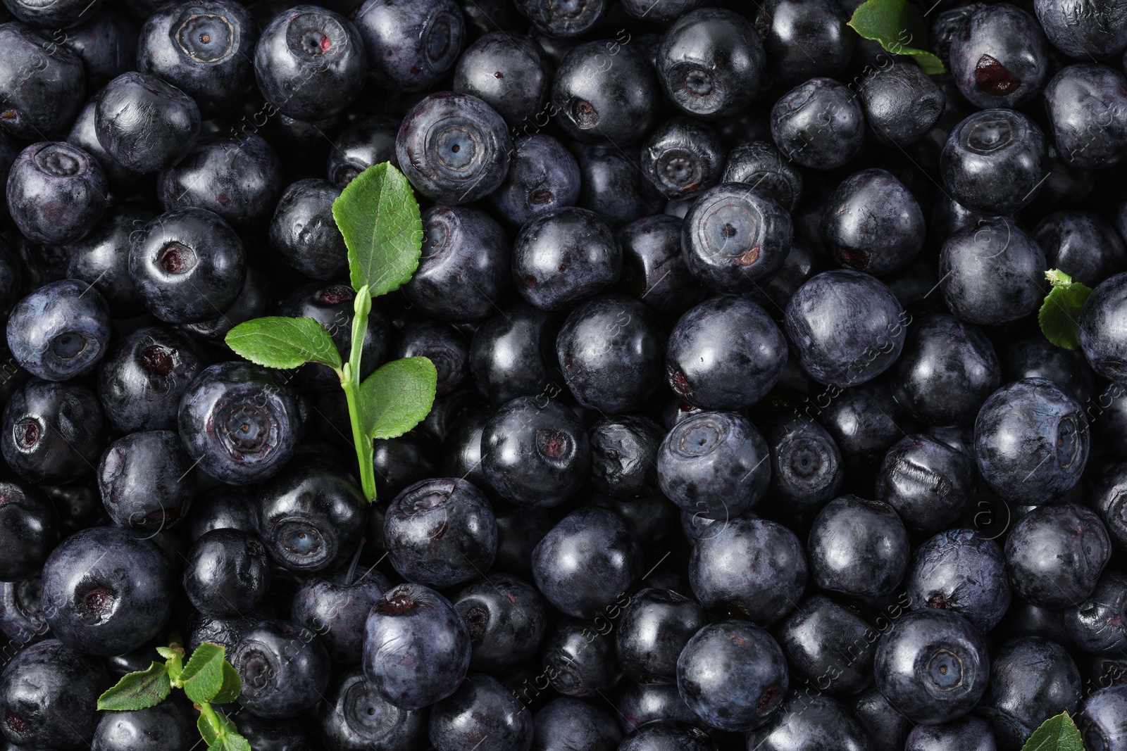 Photo of Many delicious ripe bilberries and green leaves as background, top view