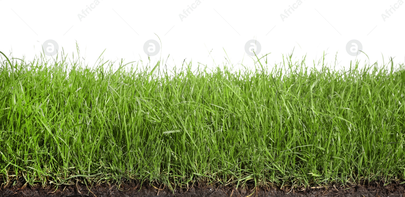 Photo of Soil with lush green grass on white background