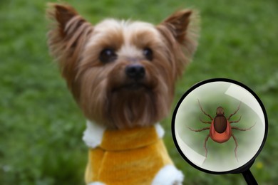 Cute dog outdoors and illustration of magnifying glass with tick, selective focus