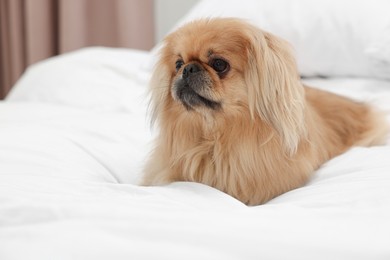 Photo of Cute Pekingese dog on bed in room