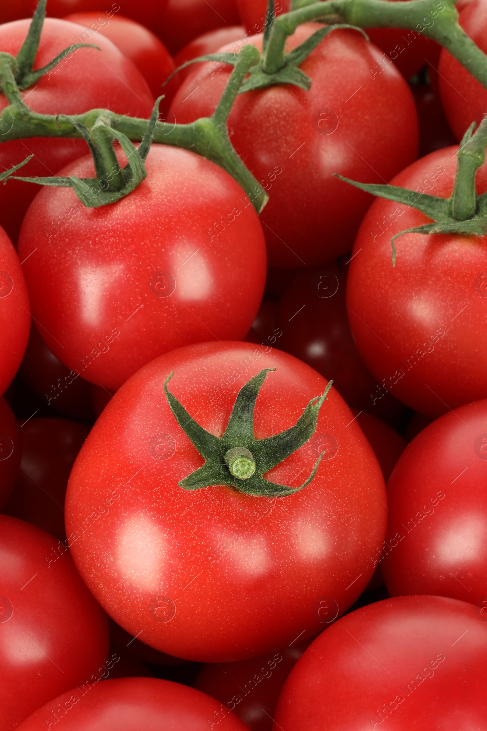 Photo of Many fresh ripe cherry tomatoes as background, closeup