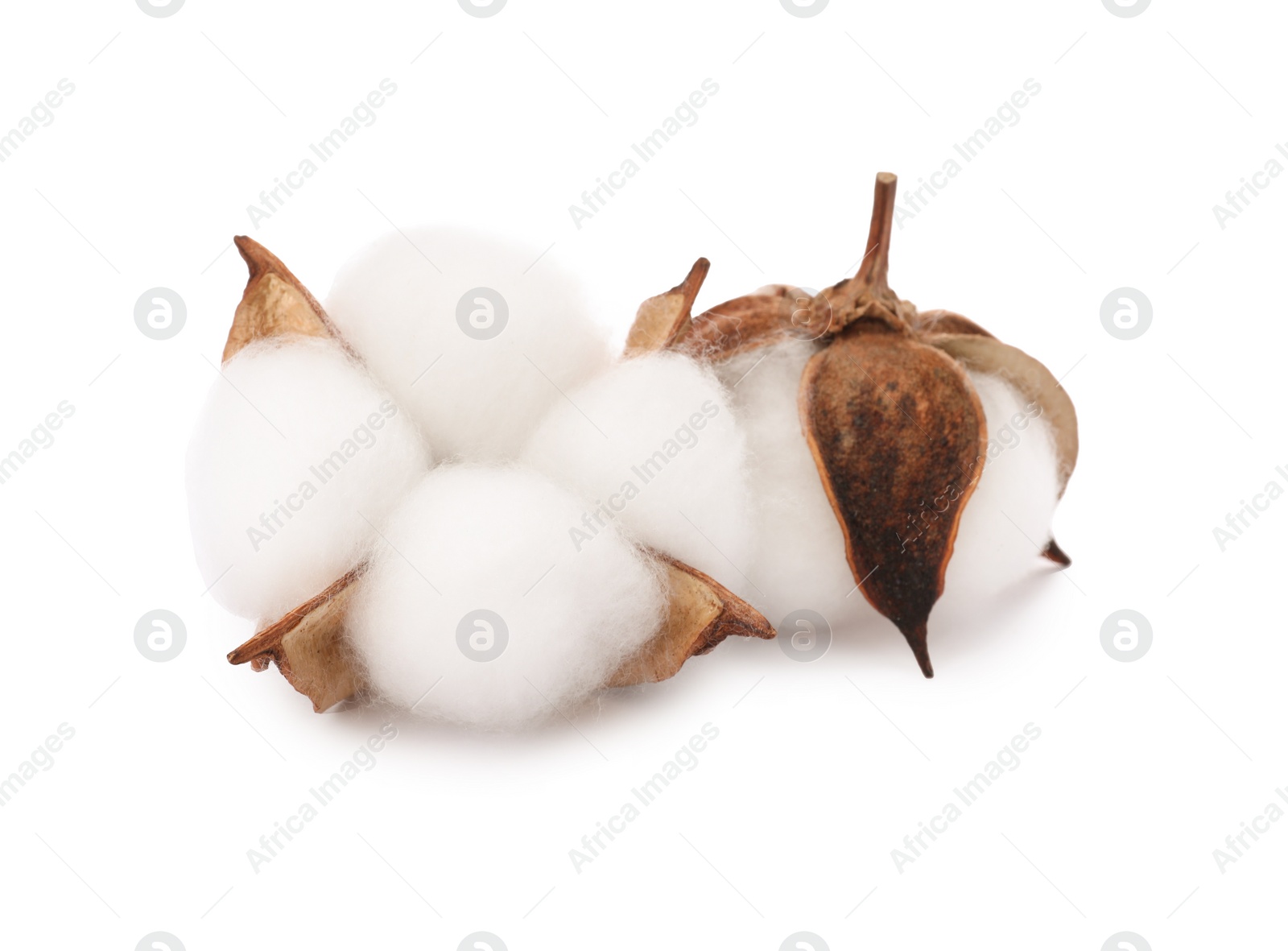 Photo of Beautiful fluffy cotton flowers isolated on white