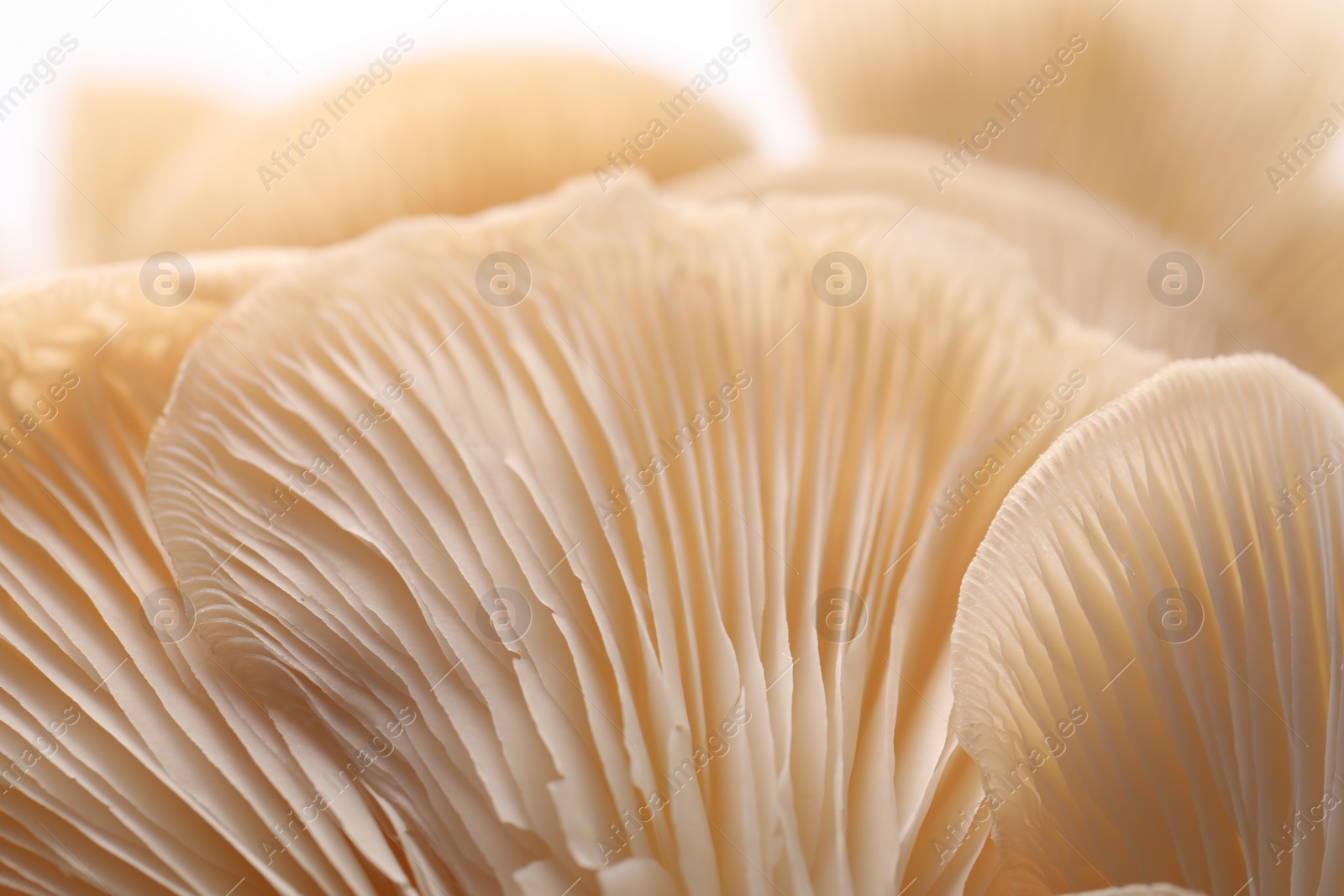 Photo of Fresh oyster mushrooms on white background, macro view