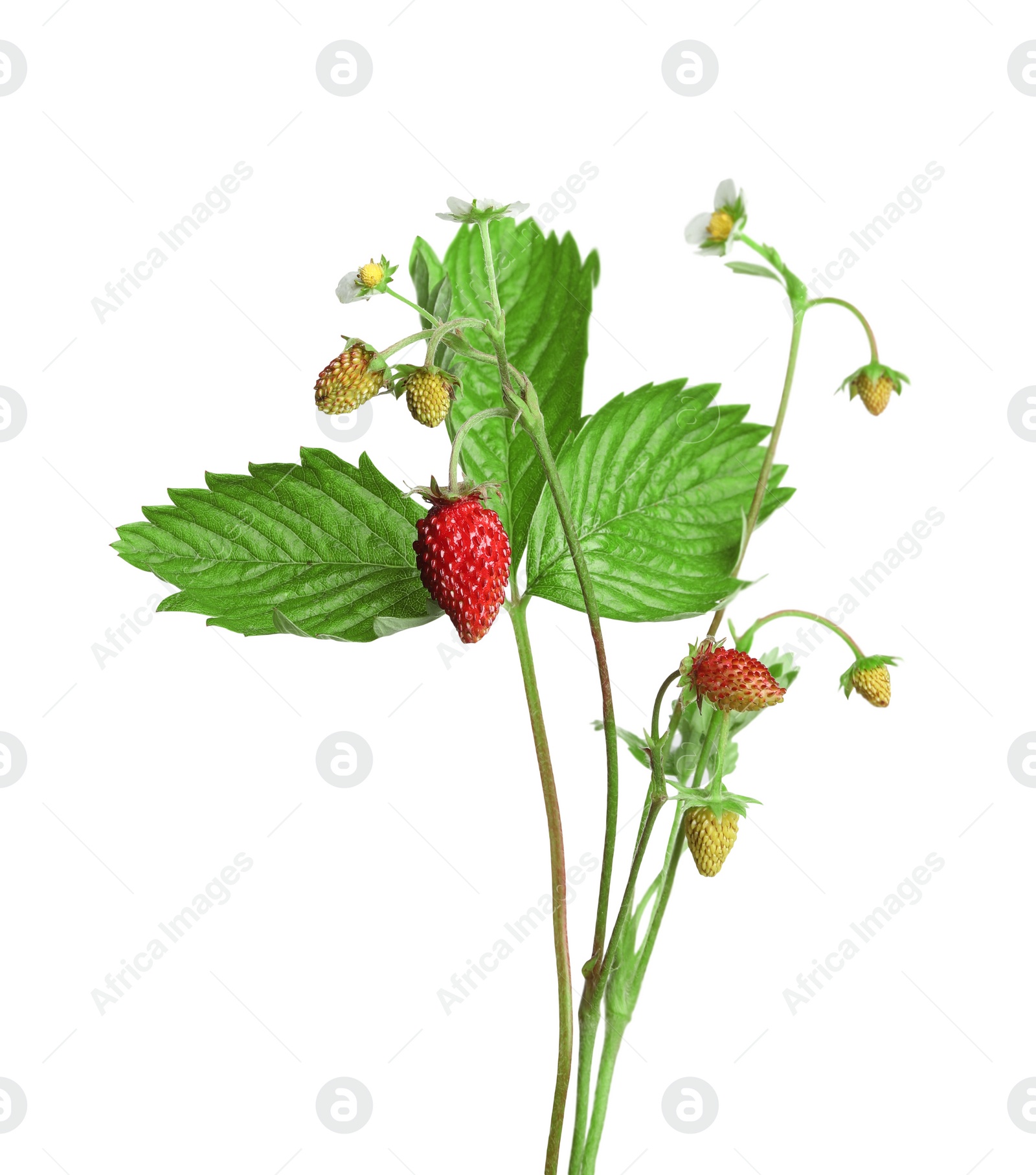 Photo of Stems of wild strawberry with berries, green leaves and flowers isolated on white