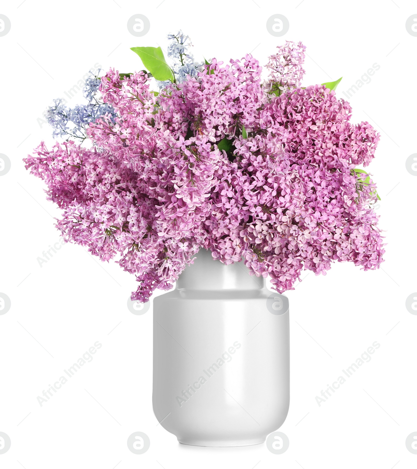 Photo of Beautiful lilac flowers in vase isolated on white