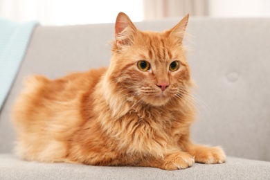 Cute friendly cat lying on sofa indoors