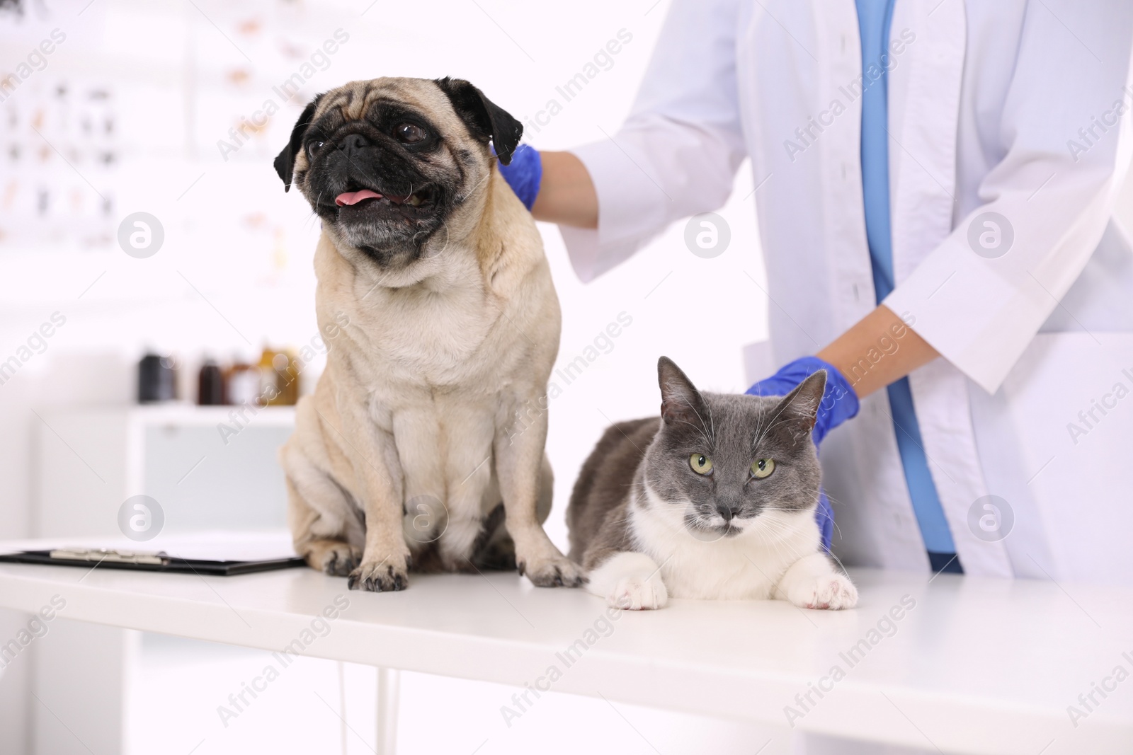 Photo of Veterinarian examining cute pug dog and cat in clinic, closeup. Vaccination day