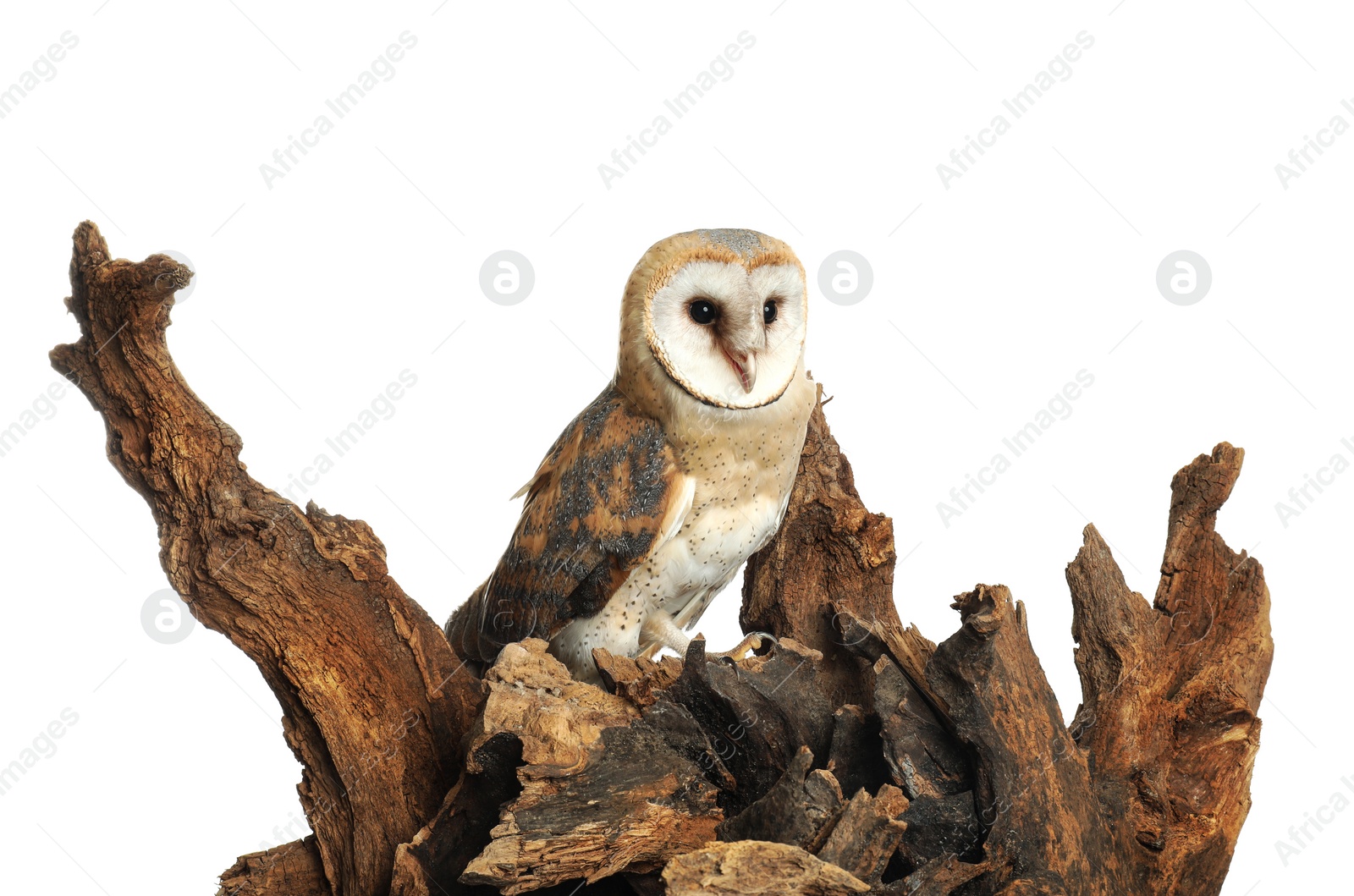 Photo of Beautiful common barn owl on tree against white background