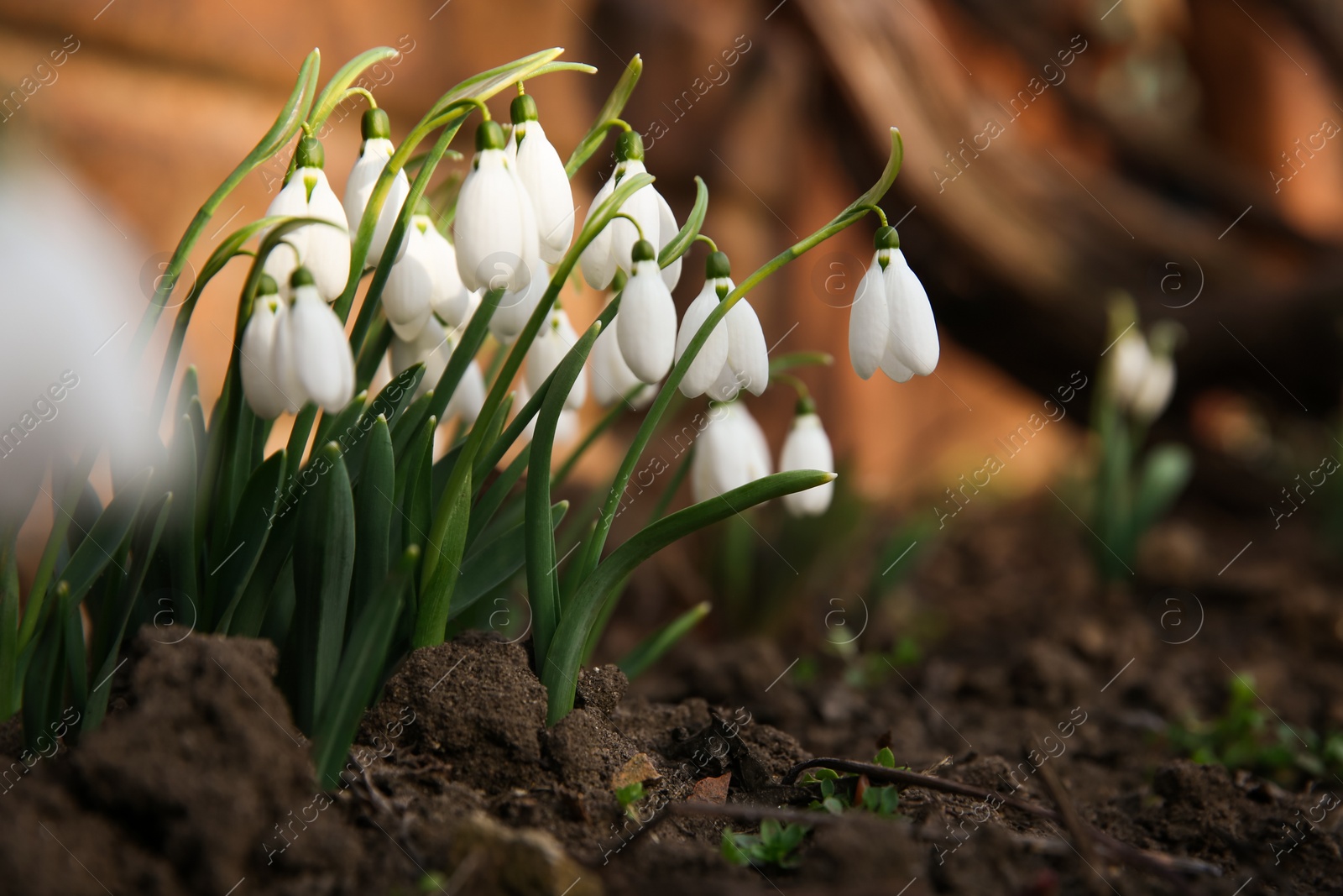 Photo of Fresh blooming snowdrops growing outdoors, space for text. Spring flowers